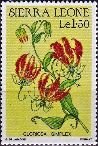Gloriosa simplex