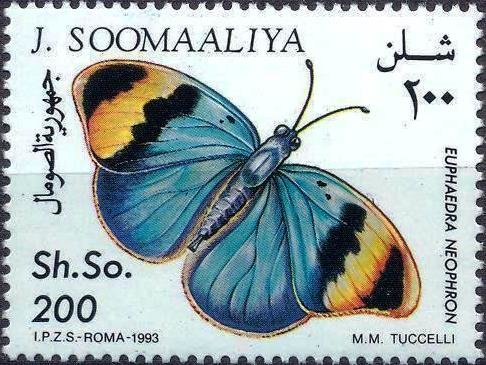 Euphaedra neophron