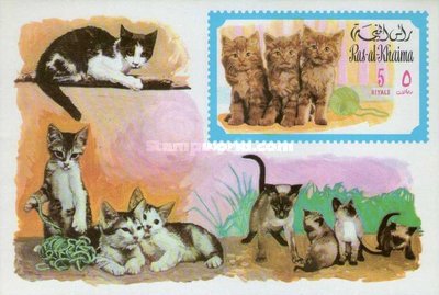 Felis Domesticus
