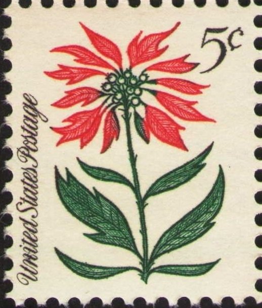 Christmas 1964: Poinsettia
