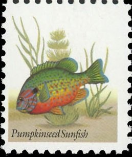 Pumpkinseed Sunfish (Lepomis gibbosus)