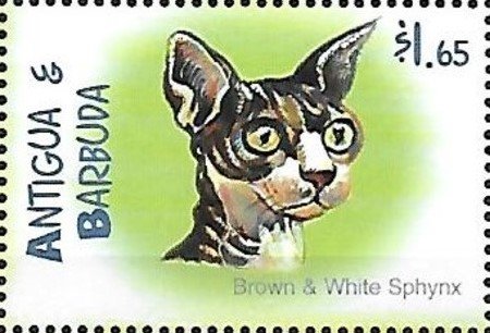Brown and white sphynx