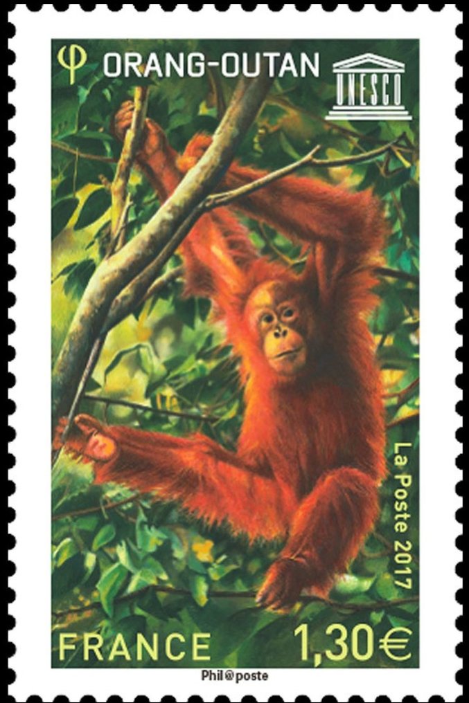 Orang Utan