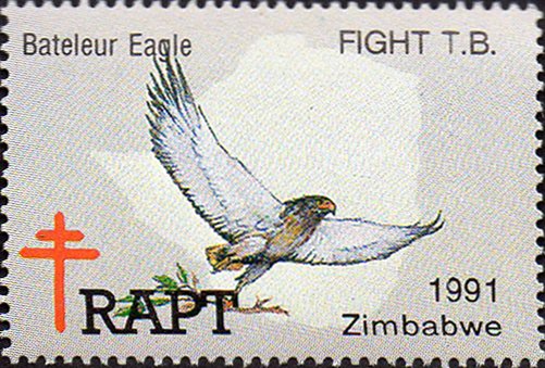 Zimbabwe - Diverse and Enchanting; Bateleur Eagle