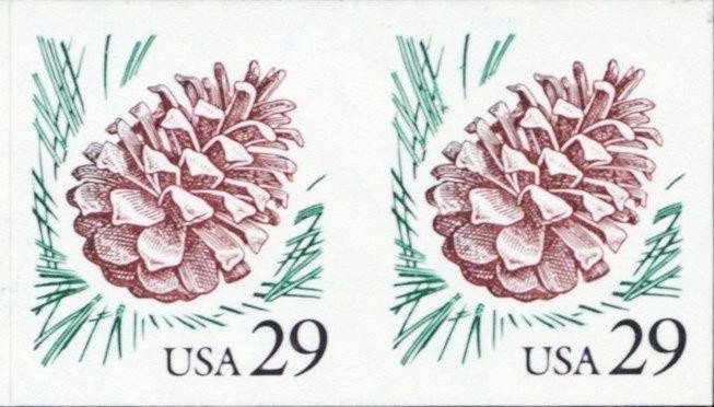 Pine Cone