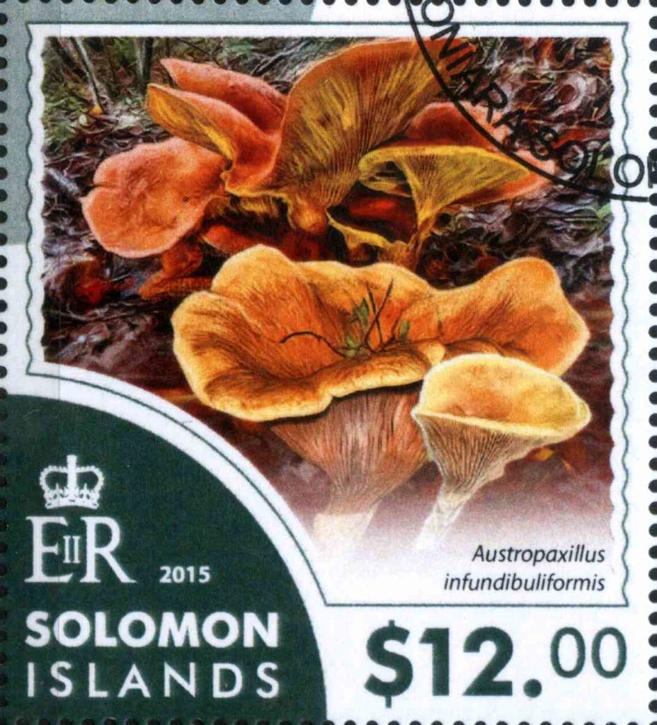 Austropaxillus infundibuliformis