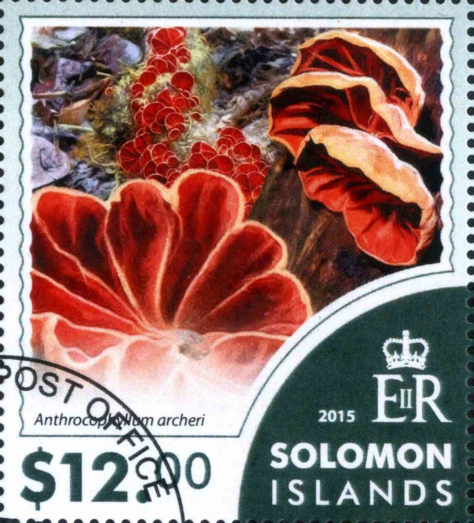 Australian Mushrooms