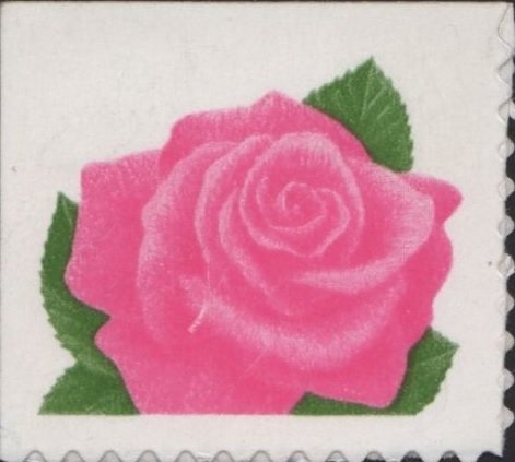 Coral Pink Rose