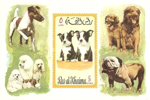 Canis Familiaris