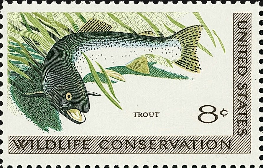 Rainbow Trout (Salmo gairdneri)