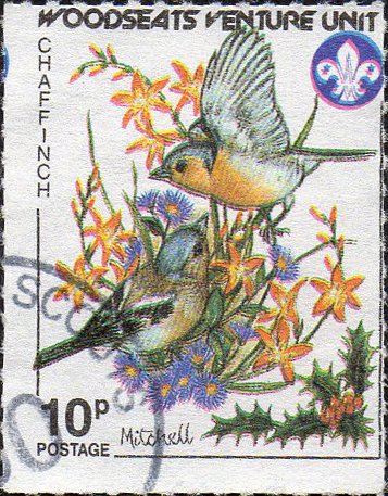 Garden Birds - Chaffinch