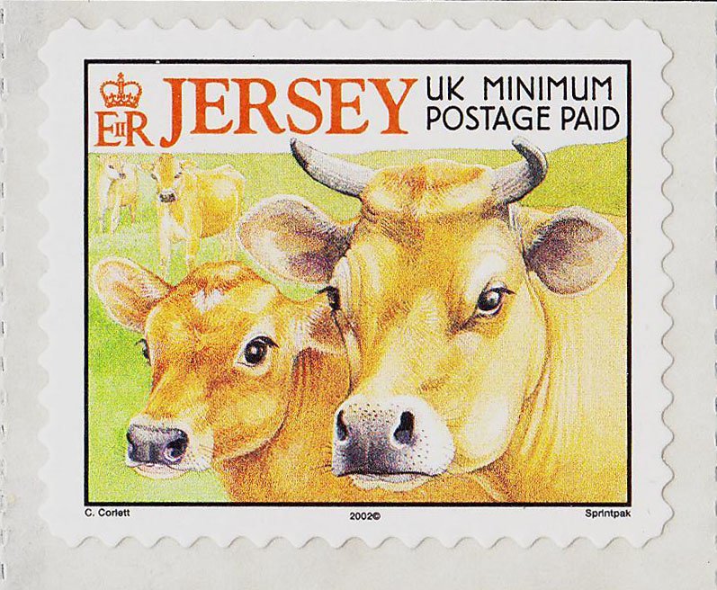 Jersey Cow (Bos primigenius taurus)