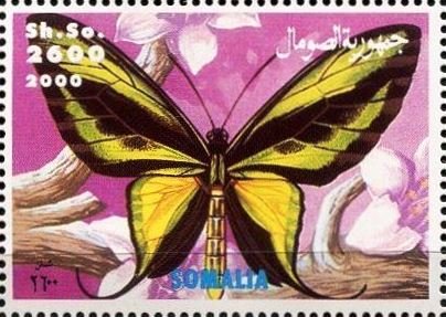 Butterfly