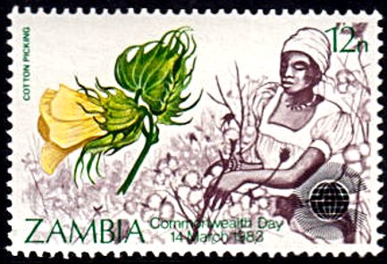 Cotton Picking