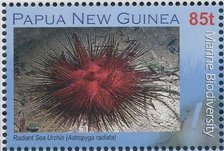 Stamp, Astropyga radiata, Papua New Guinea,  , Sea Life