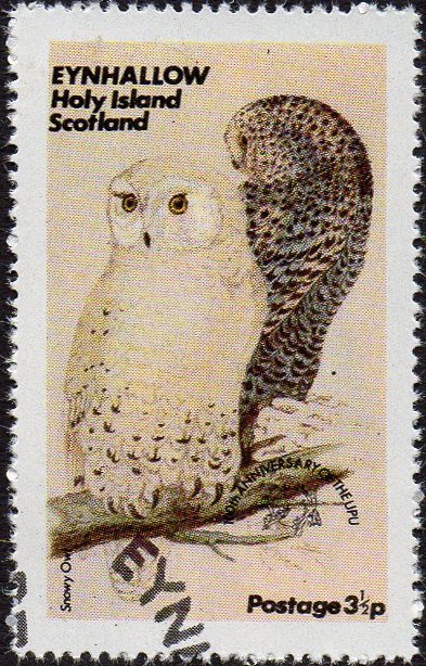Owls - Snowy Owl