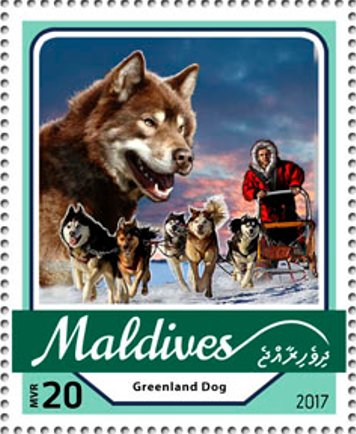 Greenland Dog