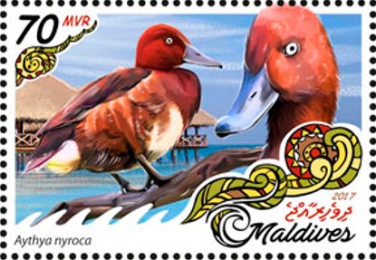 Stamp, Aythya nyroca, Maldives,  