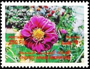 Dahlia blossom