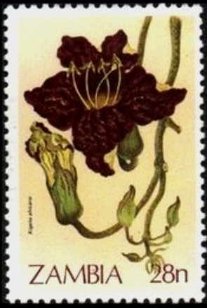 Kigelia africana