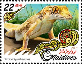 Hemidactylus frenatus