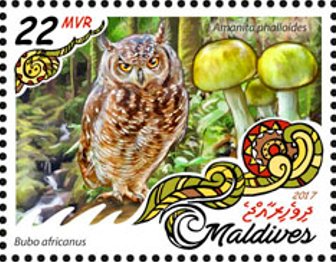 Bubo africanus & Amanita phalloides