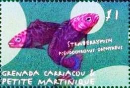 Strawberryfish
