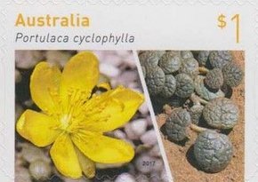 Portulaca Cyclophylla