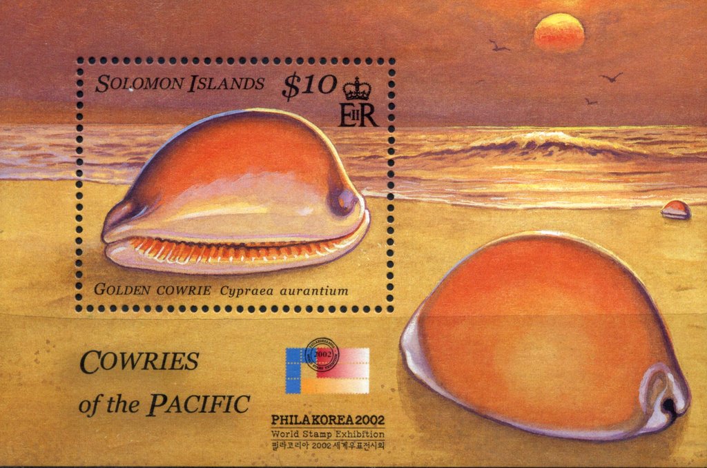 Golden Cowrie (Cypraea aurantium)