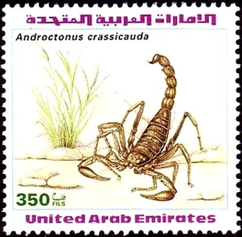 Androctonus crassicauda
