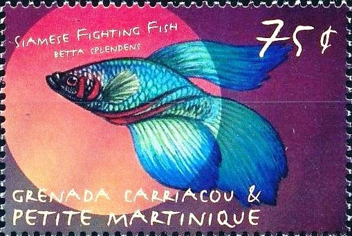 Siamese fighting fish