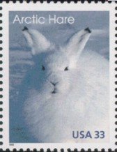 Arctic Hare (Lepus timidus)