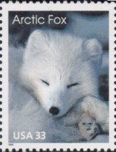 Arctic Fox (Alopex lagopus)