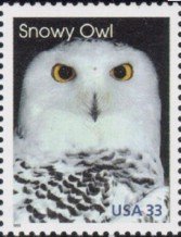 Snowy Owl (Bubo scandiacus)