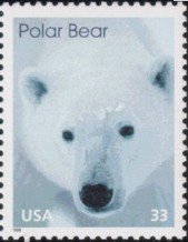 Polar Bear (Ursus maritimus)