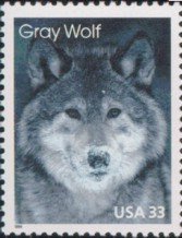 Gray Wolf (Canis lupus)