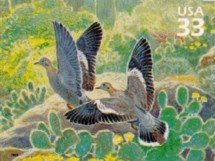 White-winged Dove (Zenaida asiatica)