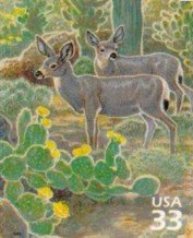 Desert Mule Deer (Odocoileus hemionus crooki)