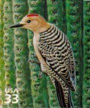 Stamp, Gila Woodpecker (Melanerpes uropygialis), United States of America,  