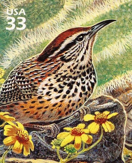 Cactus Wren (Campylorhynchus brunneicapillus)