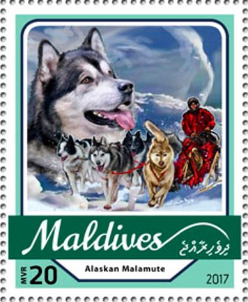 Alaskan Malamute