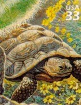 Desert Tortoise (Gopherus agassizii)