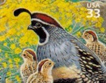 Gambel's Quail (Callipepla gambeli)