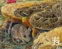 Stamp, Western Diamondback Rattlesnake (Crotalus atrox), Cactus Mou, United States of America,  , Mammals, Reptiles, Snakes, Animals (Fauna)