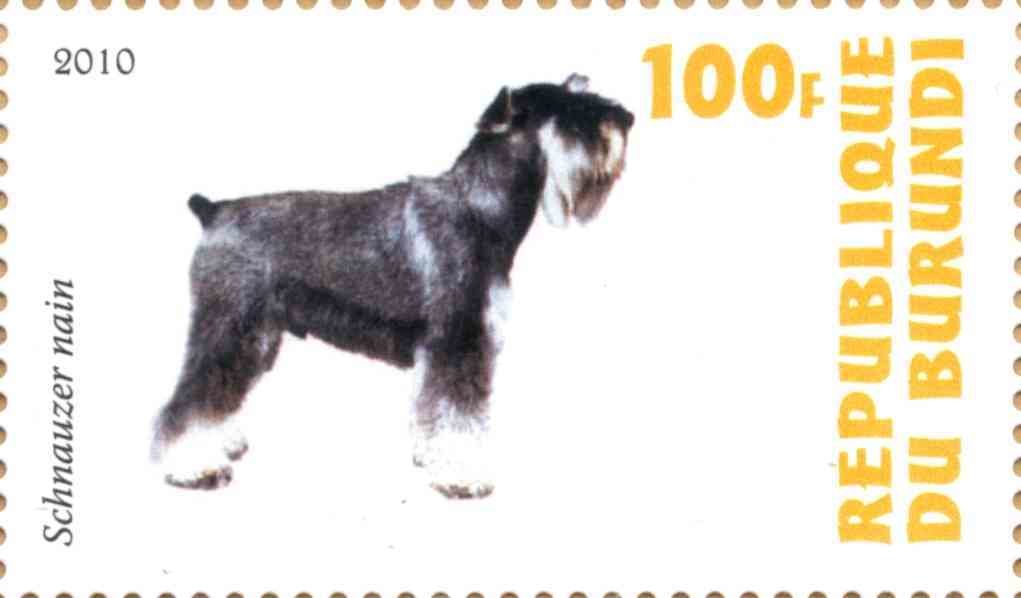 Schnauzer nain