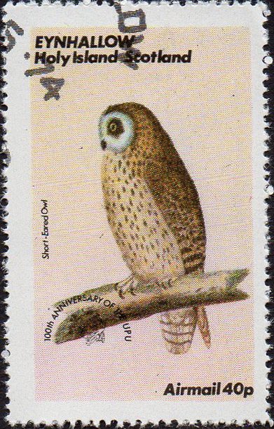 Owls - Short-eared Owl