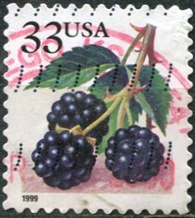 Fruit Berries: Blackberries