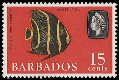 Gray Angelfish (Pomacanthus arcuatus)