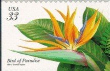 Tropical Flowers:Bird of Paradise