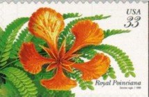 Tropical Flowers:Royal Poinciana